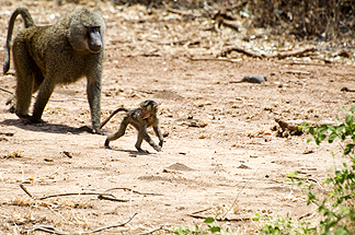 Tanzania Lake Manyara National Park Africa Baboon baby