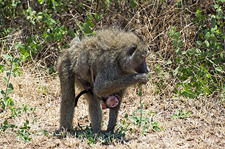 Tanzania Lake Manyara National Park Africa Baboon baby