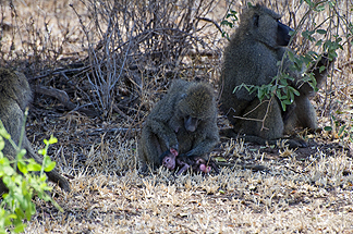 Tanzania Lake Manyara National Park Africa Baboon baby
