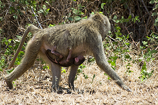 Tanzania Lake Manyara National Park Africa Baboon baby