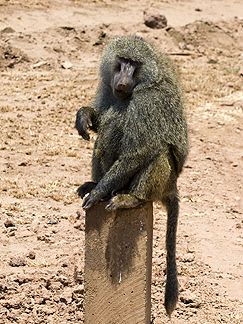 Tanzania Lake Manyara National Park Africa Baboon