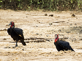 Tanzania Lake Manyara National Park Africa Southern Ground Hornbill