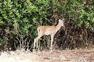 Tanzania Lake Manyara National Park Africa Impala