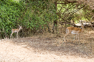 Tanzania Lake Manyara National Park Africa Impala