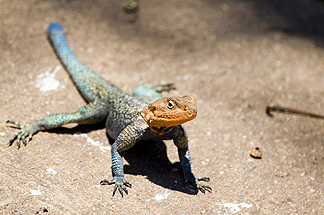 Tanzania Lake Manyara National Park Africa Agama Lizard