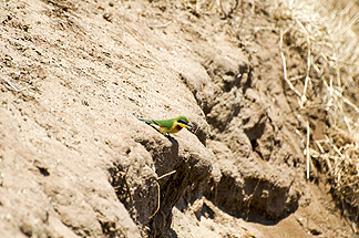 Tanzania Lake Manyara National Park Africa Cinnamon chester Bee-eater