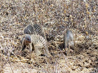 Tanzania Lake Manyara National Park Africa Banded Mongoose