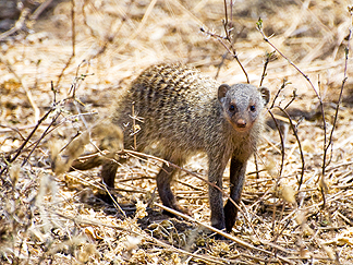 Tanzania Lake Manyara National Park Africa Banded Mongoose