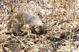 Tanzania Lake Manyara National Park Africa Banded Mongoose