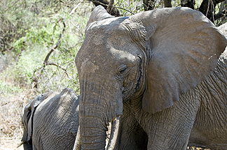 Tanzania Lake Manyara National Park Africa Elephant