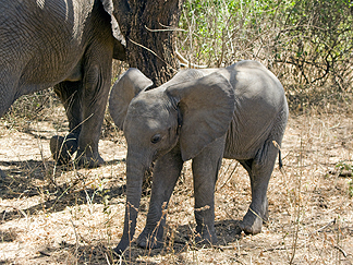 Tanzania Lake Manyara National Park Africa Elephant
