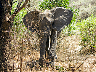 Tanzania Lake Manyara National Park Africa Elephant