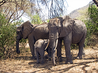 Tanzania Lake Manyara National Park Africa Elephant