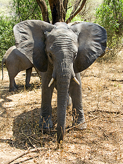 Tanzania Lake Manyara National Park Africa Elephant