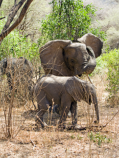 Tanzania Lake Manyara National Park Africa baby Elephant