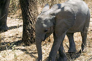 Tanzania Lake Manyara National Park Africa baby Elephant