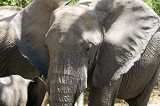 Tanzania Lake Manyara National Park Africa Elephant