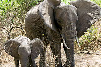 Tanzania Lake Manyara National Park Africa baby Elephant