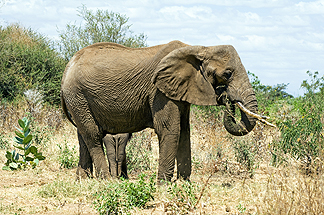 Tanzania Lake Manyara National Park Africa Elephant