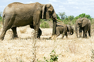 Tanzania Lake Manyara National Park Africa Elephant