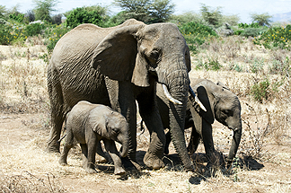 Tanzania Lake Manyara National Park Africa Baby Elephant