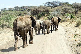 Tanzania Lake Manyara National Park Africa Baby Elephant