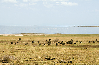 Tanzania Lake Manyara National Park Africa Baboon