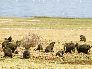 Tanzania Lake Manyara National Park Africa Baboon