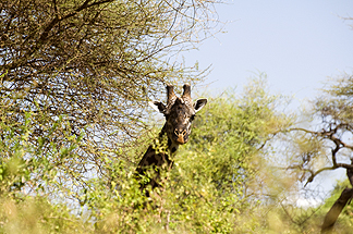 Tanzania Lake Manyara National Park Africa Giraffe
