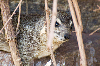 Tanzania Lake Manyara National Park Africa Rock Hyrax