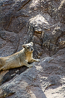 Tanzania Lake Manyara National Park Africa Rock Hyrax