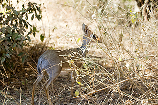 Tanzania Lake Manyara National Park Africa Impala