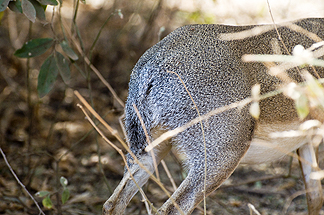 Tanzania Lake Manyara National Park Africa Impala