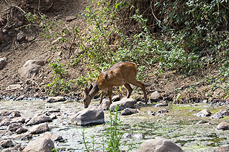 Tanzania Lake Manyara National Park Africa Reedbuck