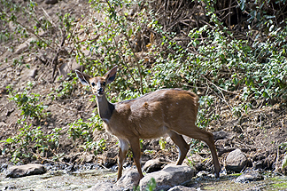 Tanzania Lake Manyara National Park Africa Reedbuck
