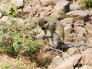 Tanzania Lake Manyara National Park Africa Vervet monkey