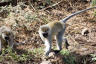 Tanzania Lake Manyara National Park Africa Vervet Monkey