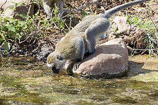 Tanzania Lake Manyara National Park Africa Vervet Monkey
