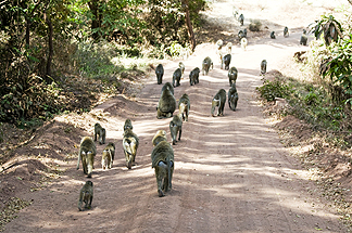 Tanzania Lake Manyara National Park Africa baboons