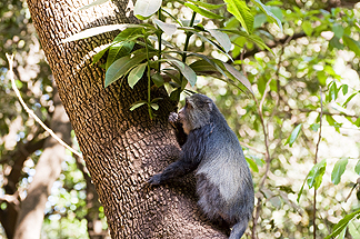 Tanzania Lake Manyara National Park Africa Blue Monkey