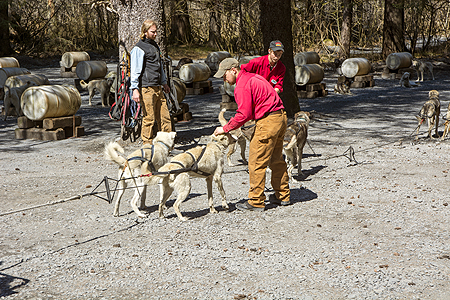 Iditarod sled dogs