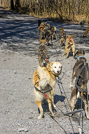 Iditarod dog sled