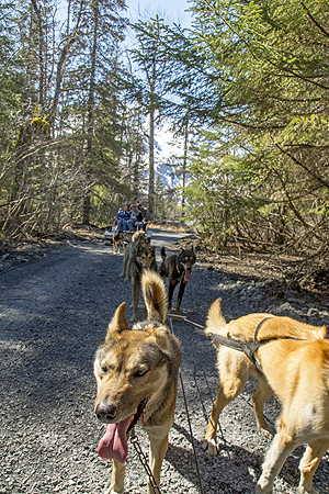sled dogs alaska