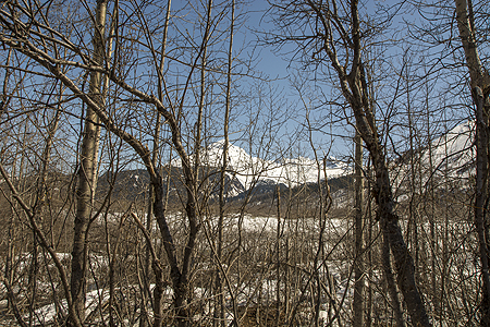 Exit Glacier trail