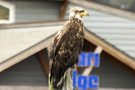 juvenille bald eagle