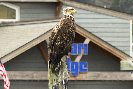Bald Eagle