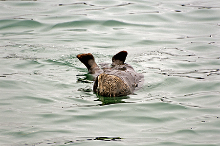 harbor otter