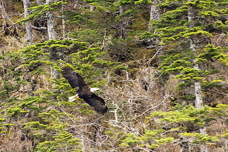 bald eagle