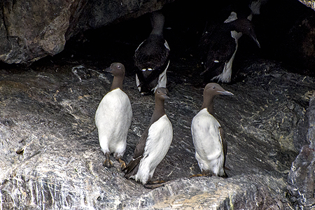 Common Murres