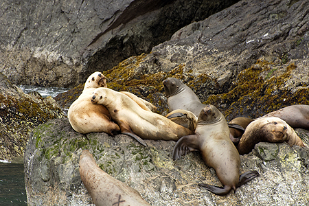 Steller sea lion